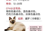 探索暹罗猫：每天认识一种猫的奥秘