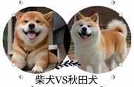 “柴犬”与“秋田犬”：看似双胞胎的宠物狗