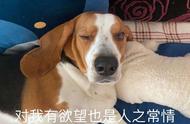 “比格犬”：养狗的最佳选择？