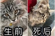 花了一万多买的缅因猫，回家仅十天就离世