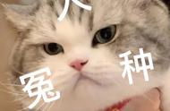 养猫新手必看：这5种猫咪聪明又好养！