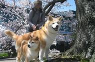 日本的狗狗种类不止柴犬和秋田犬，还有六大天然纪念物！