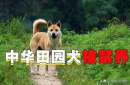 揭秘田园犬：中国优秀犬种的落寞与禁养之谜