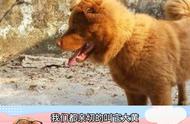 中国十大本土犬盘点：土狗的魅力你知道吗？