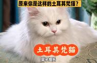 了解土耳其梵猫：即使你没有亲自养过