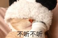 提醒：猫界“5不养”，千万别因免费而冲动！