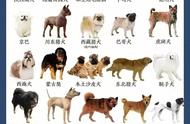 长知识！55个中华田园犬品种一网打尽