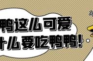 “我不是美食！”——柯尔鸭的抗议之声