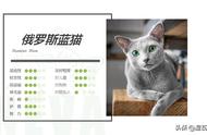 揭秘俄蓝：俄罗斯蓝猫的优雅世界