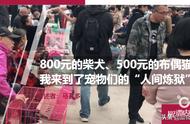 宠物经济的双刃剑：800元柴犬与500元布偶猫的双重标准