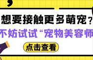 想要成为宠物美容师？报考流程了解一下