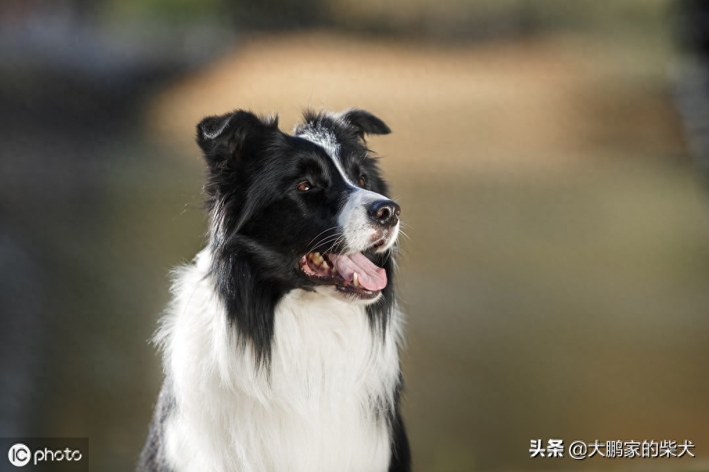 狗狗届的IQ大佬，边境牧羊犬