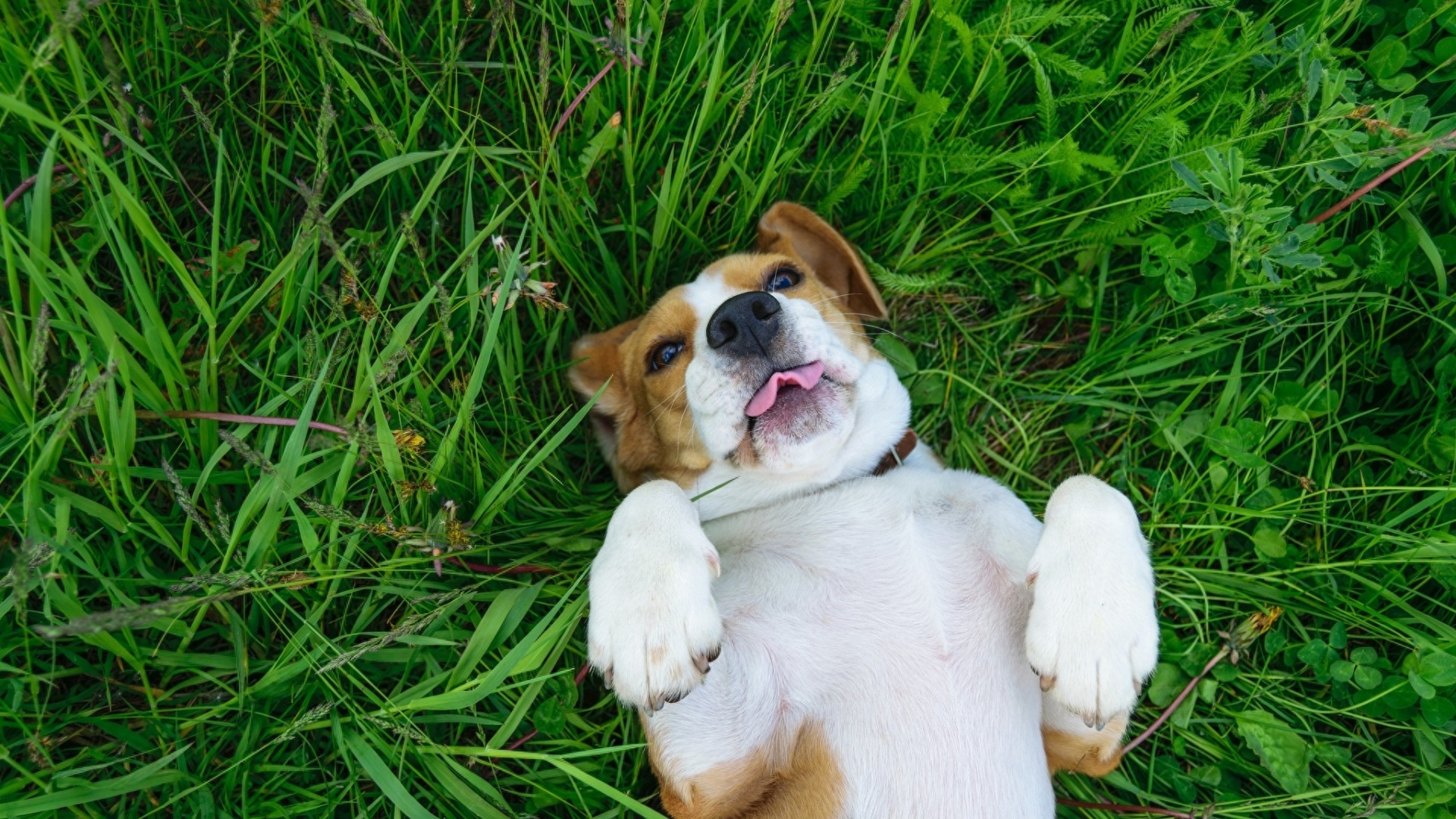 史努比的原型:比格犬,小小的它还是一种猎犬