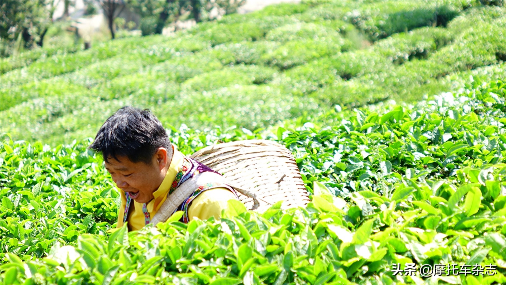 都知道春茶好，有多少人知道为什么好？