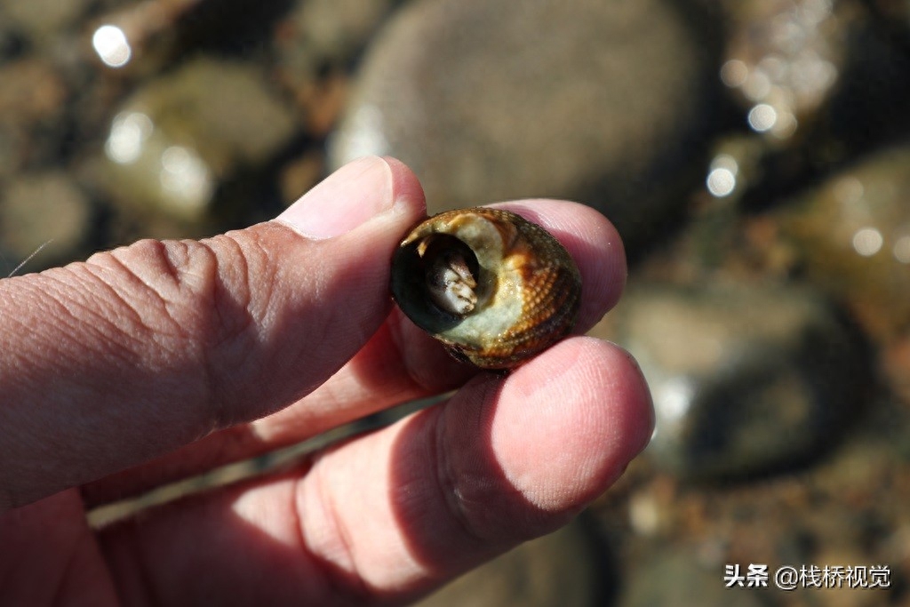 青岛：寄居蟹背着免费房子觅食萌萌哒