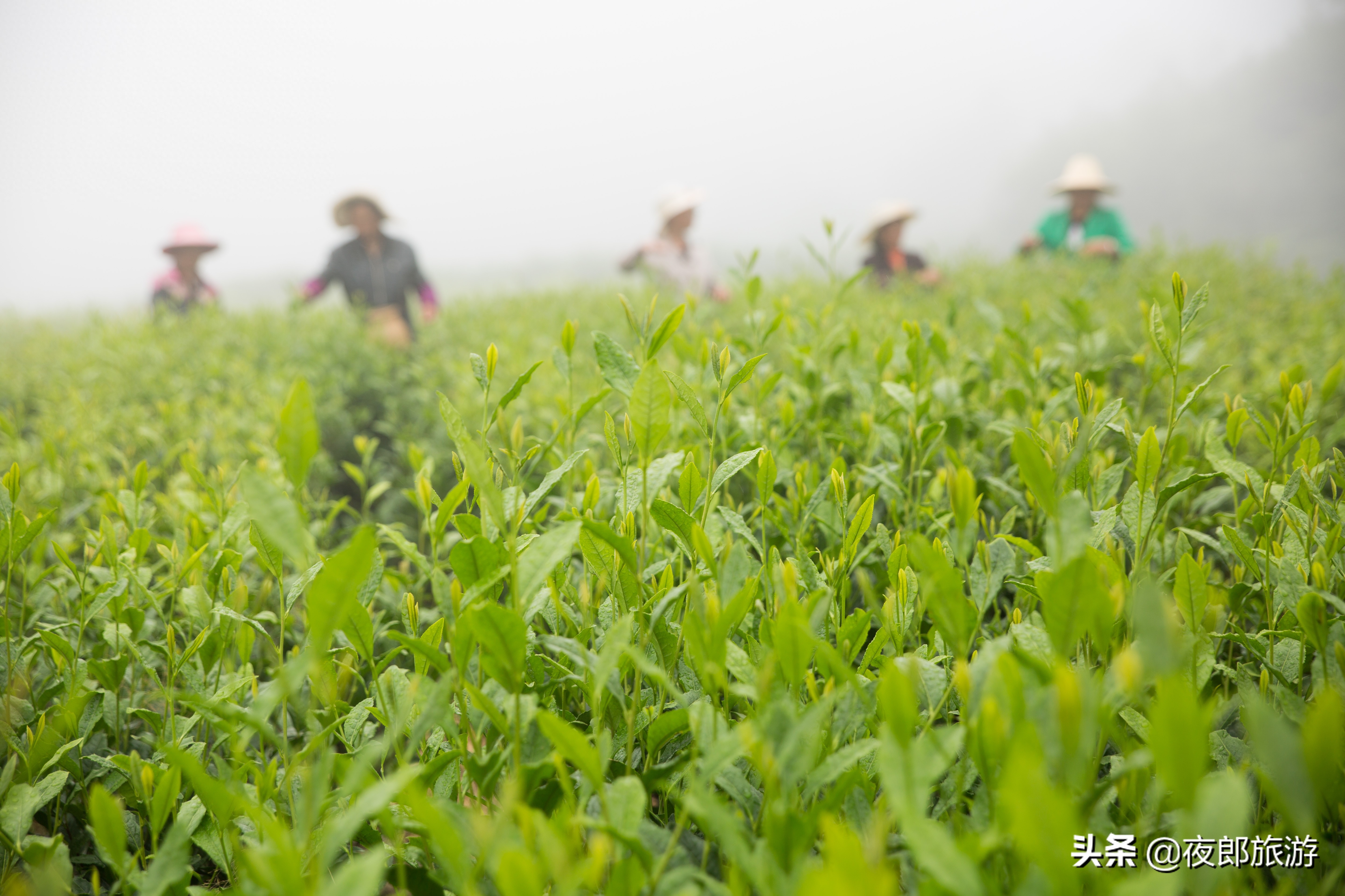 贵州大方：云山雾绕采夏茶