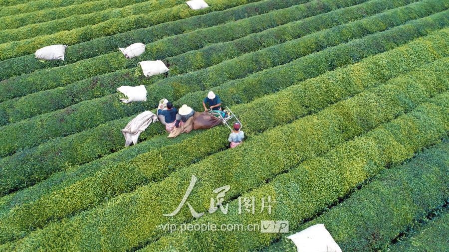 江西泰和：夏茶开采