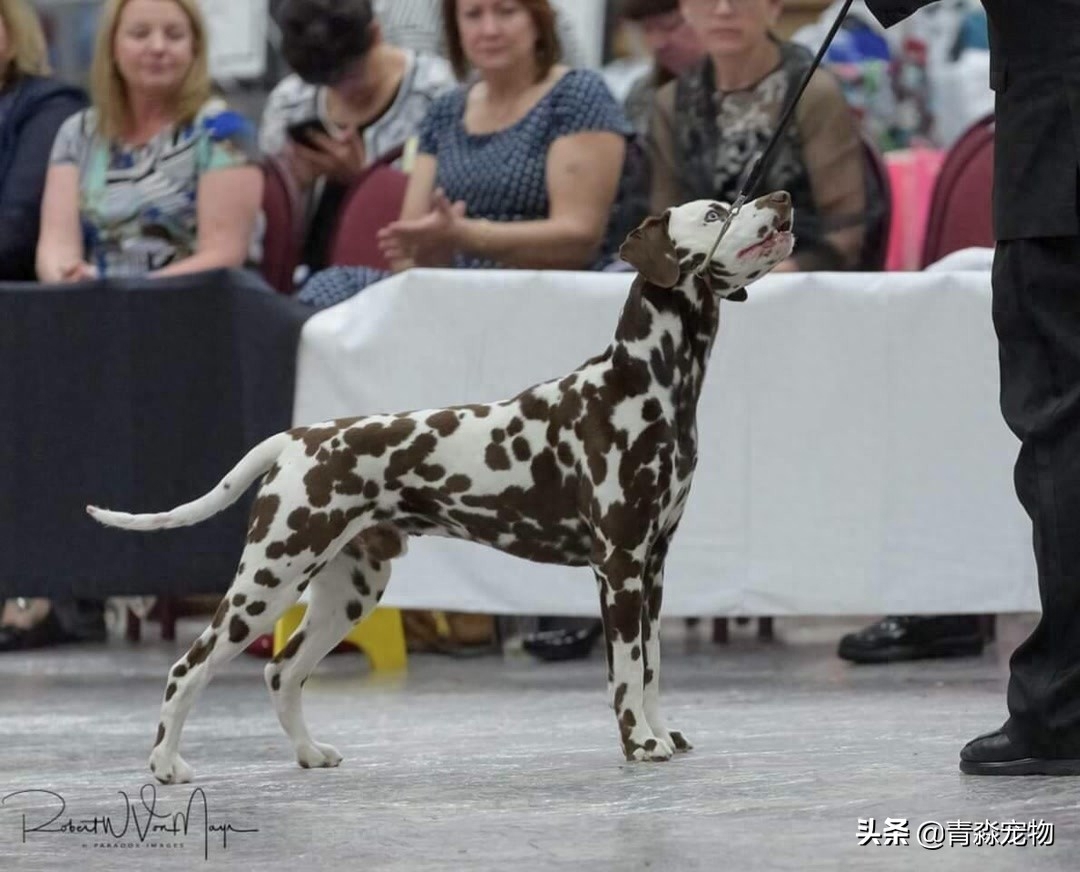 欣赏 2019 美国大麦町犬，国家单独犬展！