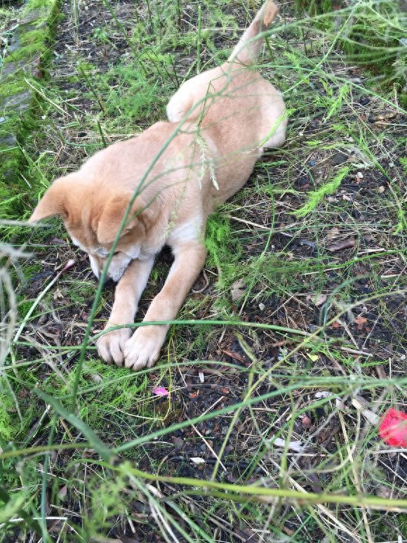 中华田园犬中的优良血统，人称金不换