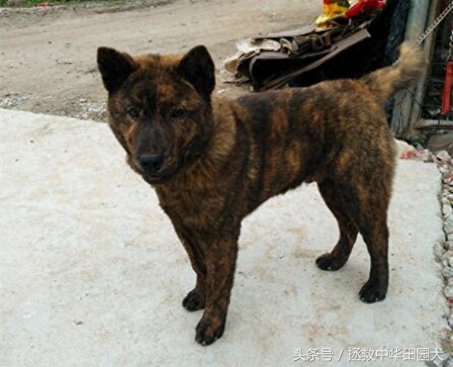 形形色色虎斑犬，与生俱来王者范