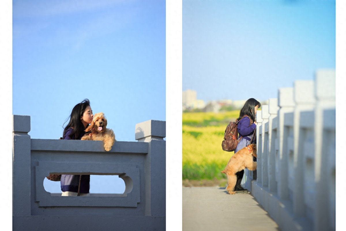 图虫人文摄影：可卡犬