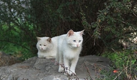 动物图集：波斯猫