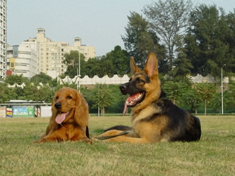 德国牧羊犬的百科世界