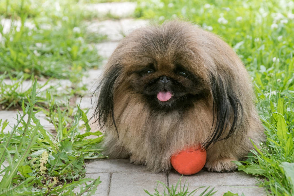 常见家庭的饲养的观赏犬——北京犬（京巴）