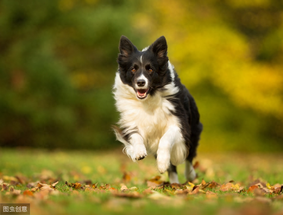 200多种狗狗，按鲜明特点分成7个犬种分组，新手养狗必看