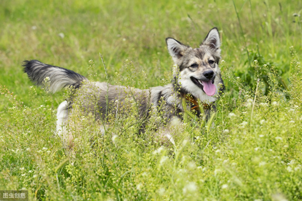 瑞典牧羊犬，明明是纯种犬，看起来却像柯基和狼犬混种