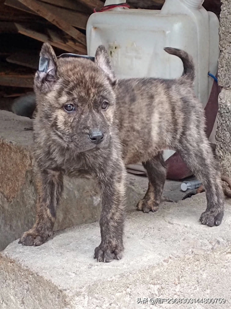 原生态中华田园犬广西小猎犬农村土狗