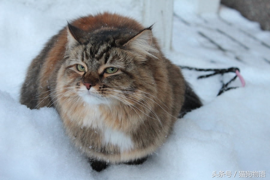 容易与挪威森林猫混淆的猫：西伯利亚猫