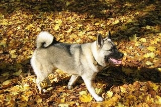 北欧最强牧羊犬：挪威牧羊犬，智商远超边牧