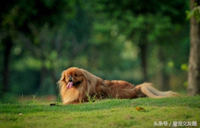 优雅精致的中国古老玩赏犬，宫廷狮子狗北京犬