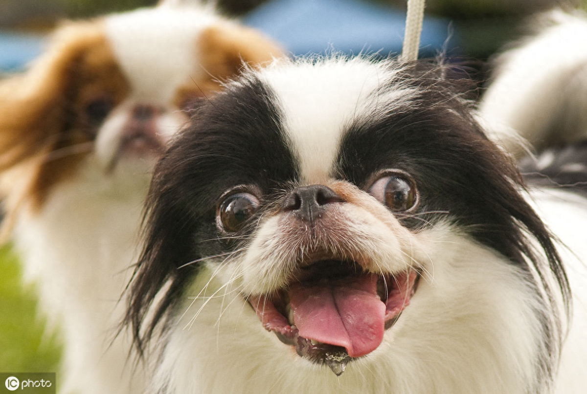 以前日本的贵族犬，超像北京犬的日本狆，究竟是什么来历？