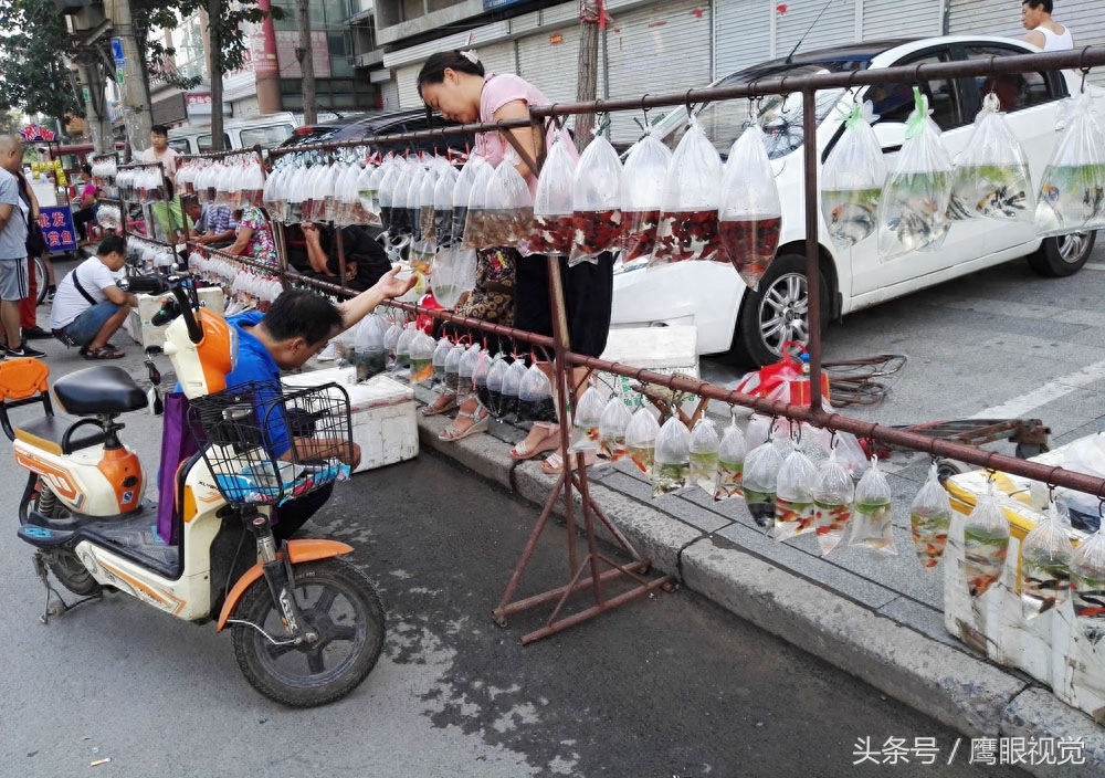 罗汉鱼120元1条，孔雀鱼40元50条！夏天在批发市场买热带鱼才便宜